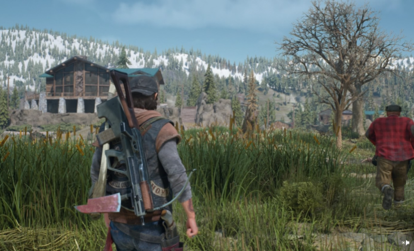 往日不再植物有什么用