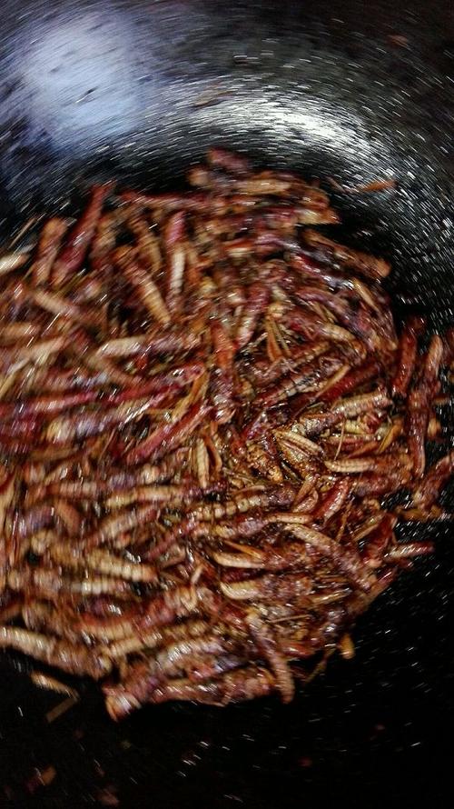 王国之泪精力蚂蚱怎么获取(精力蚱蜢怎么烹饪)