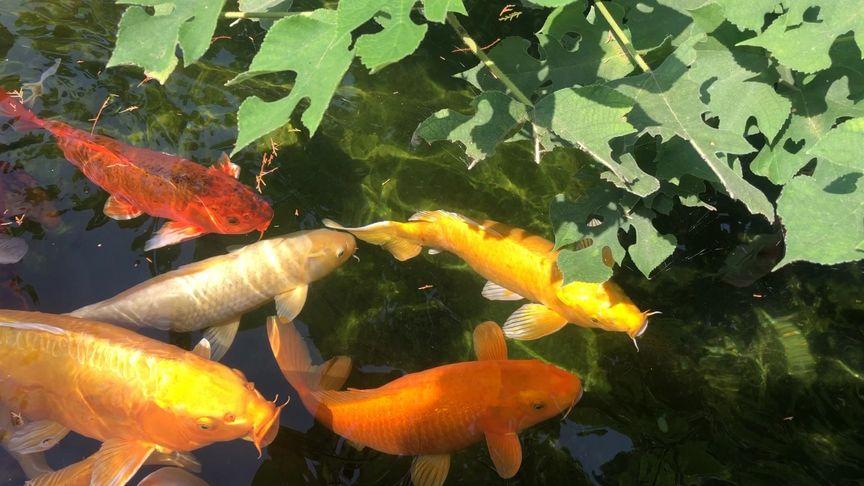 求一对古风点的情侣名，两个字的(池鱼网名含义)