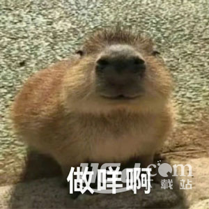 水豚精神症状梗为什么这么火