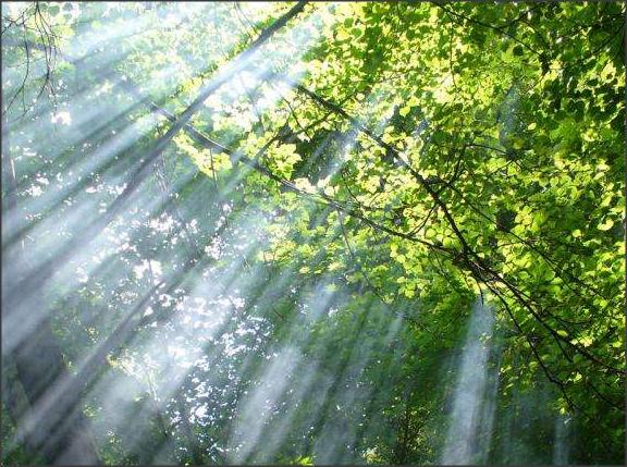 指缝阳光的寓意是什么生肖(一抹阳光是什么寓意和象征)