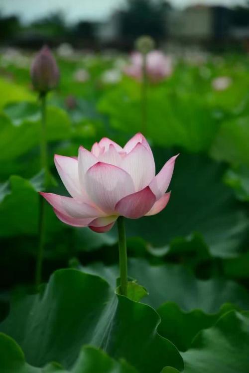 微信头像用荷花代表什么,好吗(以荷花为背景微信昵称取什么名字好听)