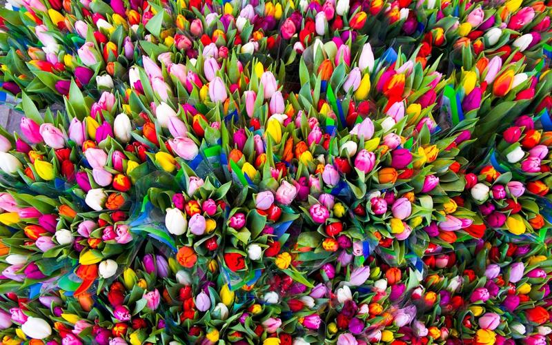 喜出望外的意思是什么(繁花似锦的意思是什么)