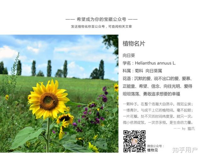 关于向日葵的昵称一定要好听、好看(谁帮我起一个网名,向日葵花的网名叫什么)
