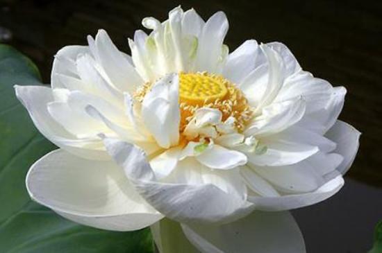 雪莲花属什么动物类型(雪莲花的寓意是什么意思)